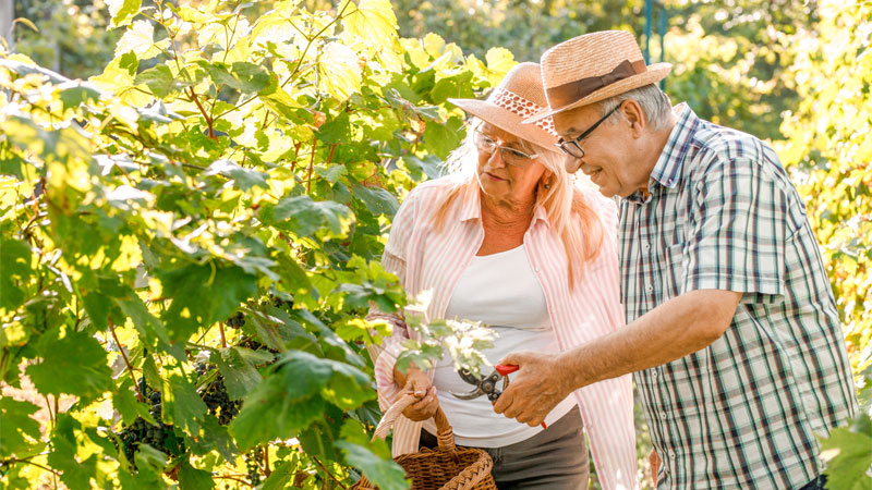 Gardening and mental health benefits: 7 ways gardening can help you feel better
